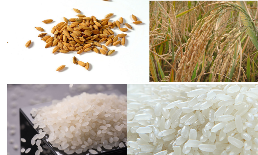 rice milling machine